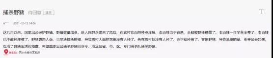 海螺突遇“棘手”問題！ 野豬集體來“做客”！